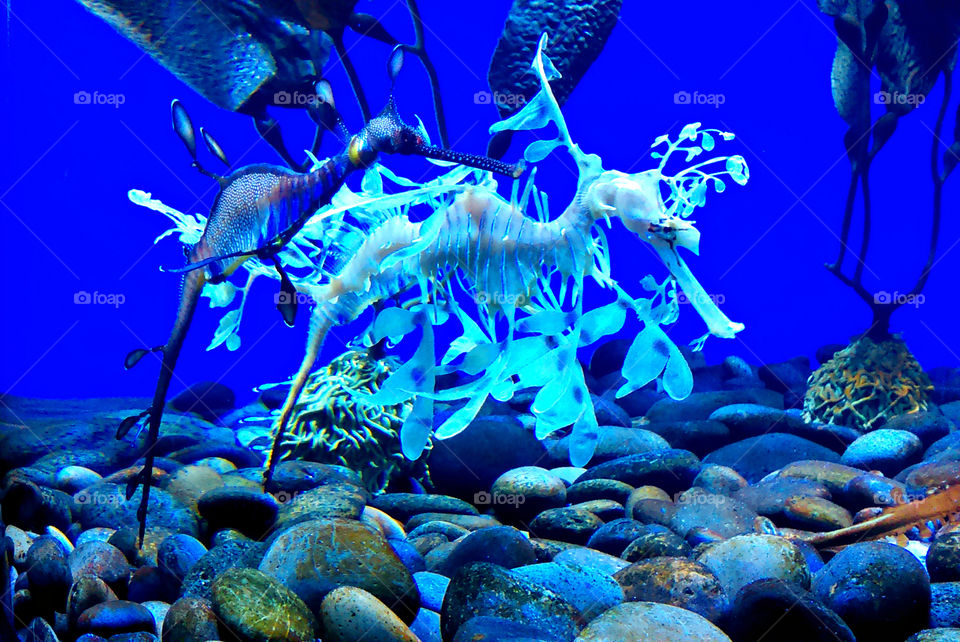 Seahorses, Ripley's Aquarium of Canada.