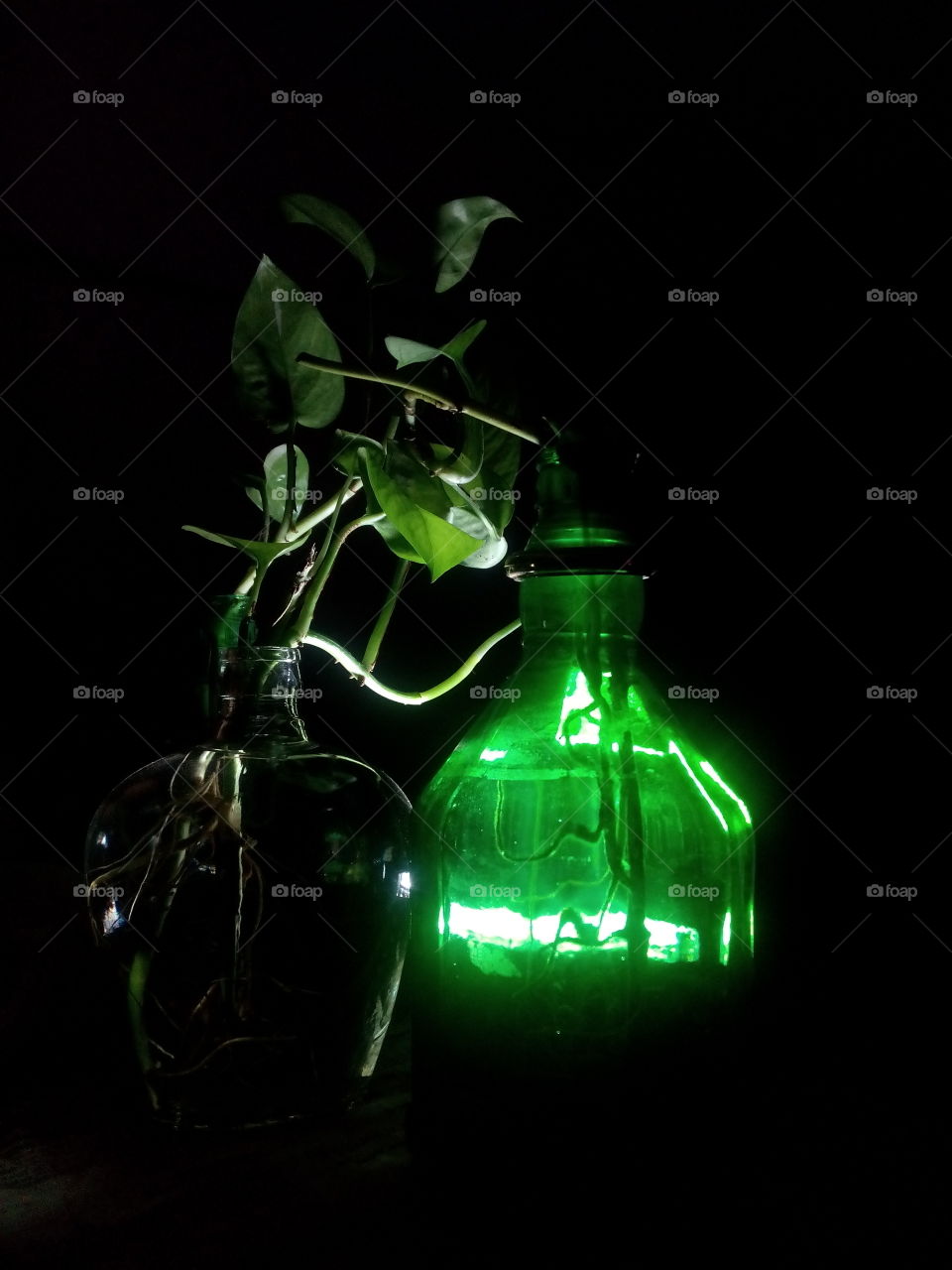 plant close-up creativity night photography