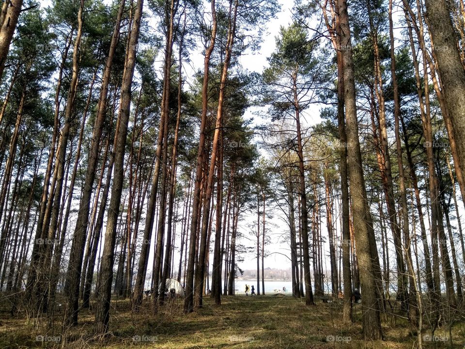 forest and people walking beautiful landscape blue sky background