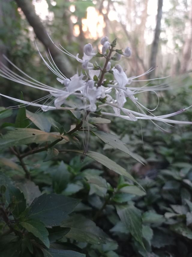 Cat's whiskers flower plant, for herbal medicine ..