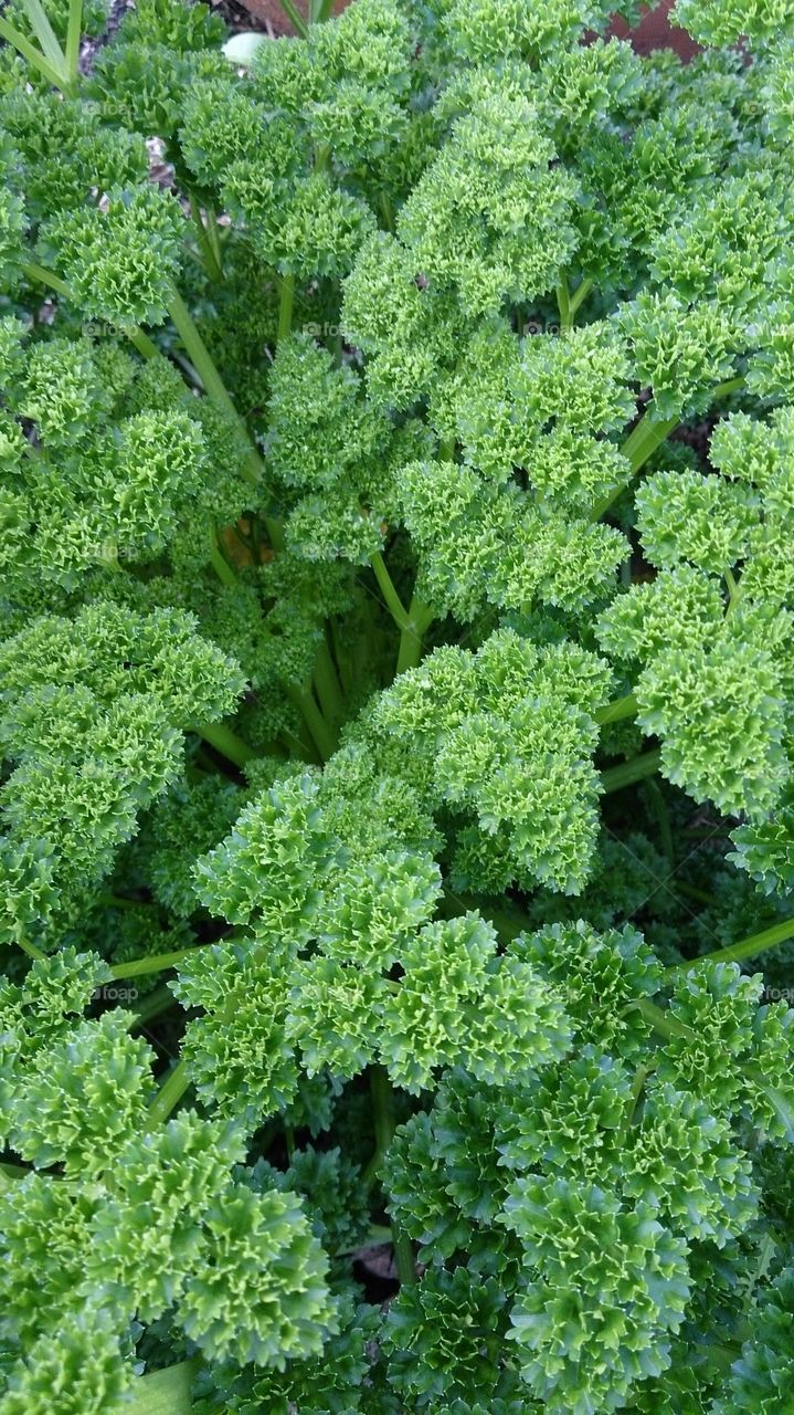 Organic Parsley . Garden fresh parsley ready to pick.