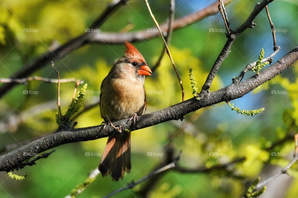 Cedar Waxwing 