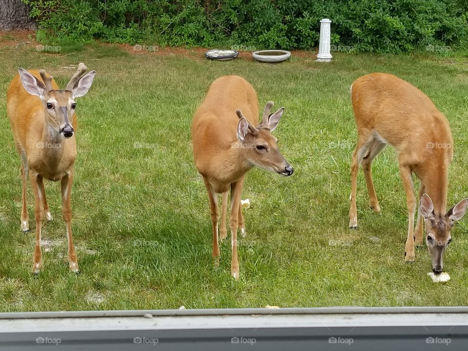 Three deer outside my window