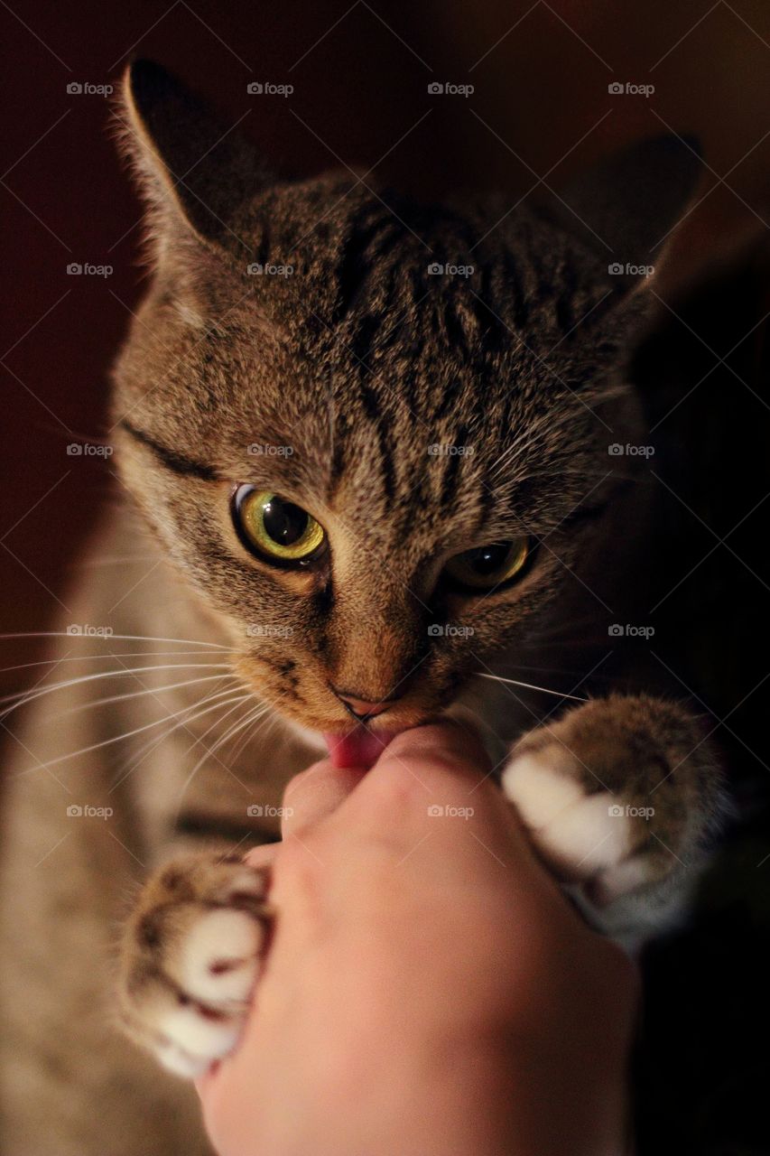 The cat in the game licks his hand after being bitten