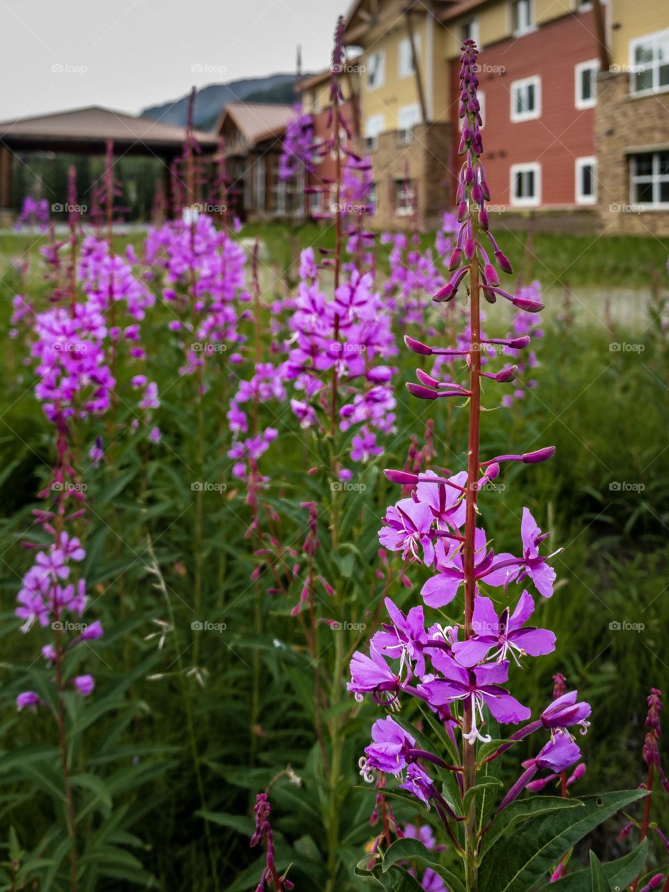Fireweed is blooming at McKinley Chalet in Alaska’s Denali National Park 