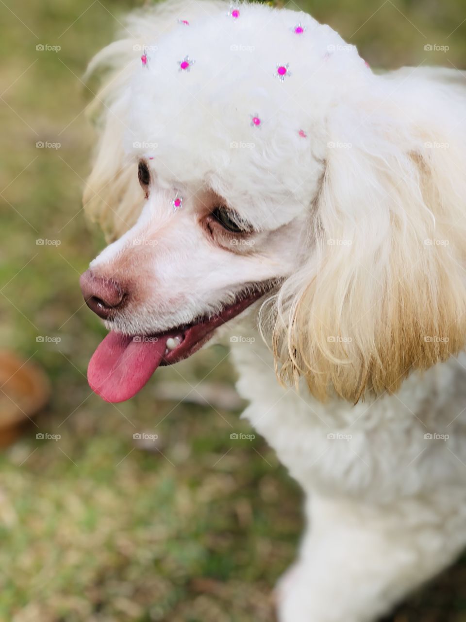 Maylla passeando no parque!