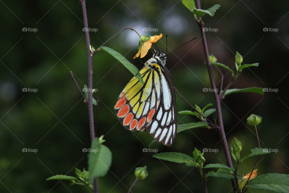 A common Jezebel on a flower