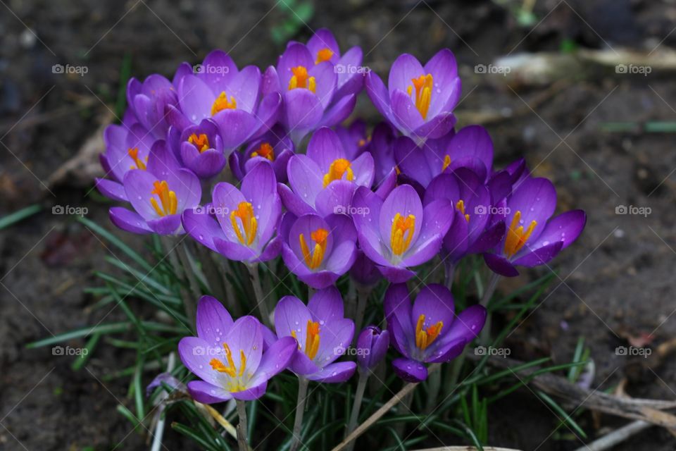 Crocus 