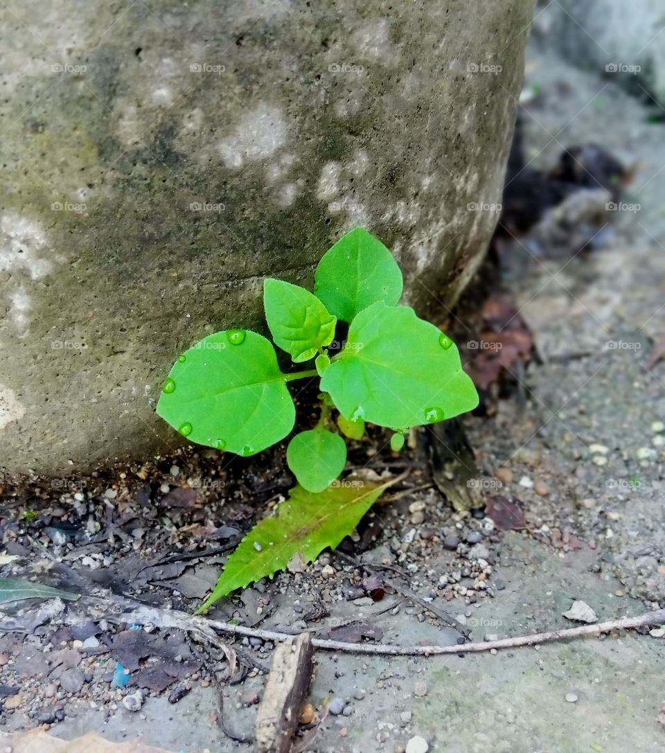 Water sprinkle, greenish leafs  and perfect background small plant with beautiful view.