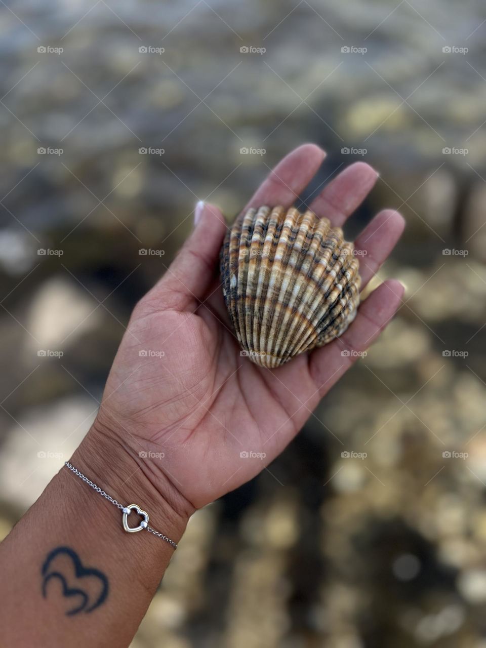 Summer mood, sea, shell, sun