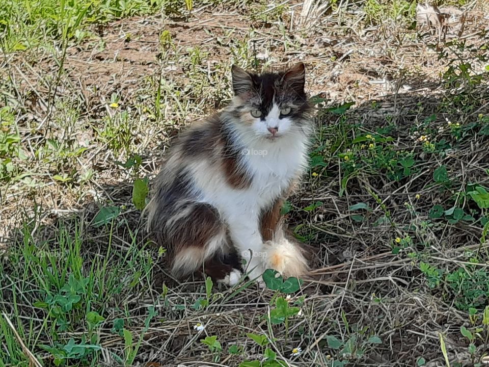 a little cat resting at the shadow