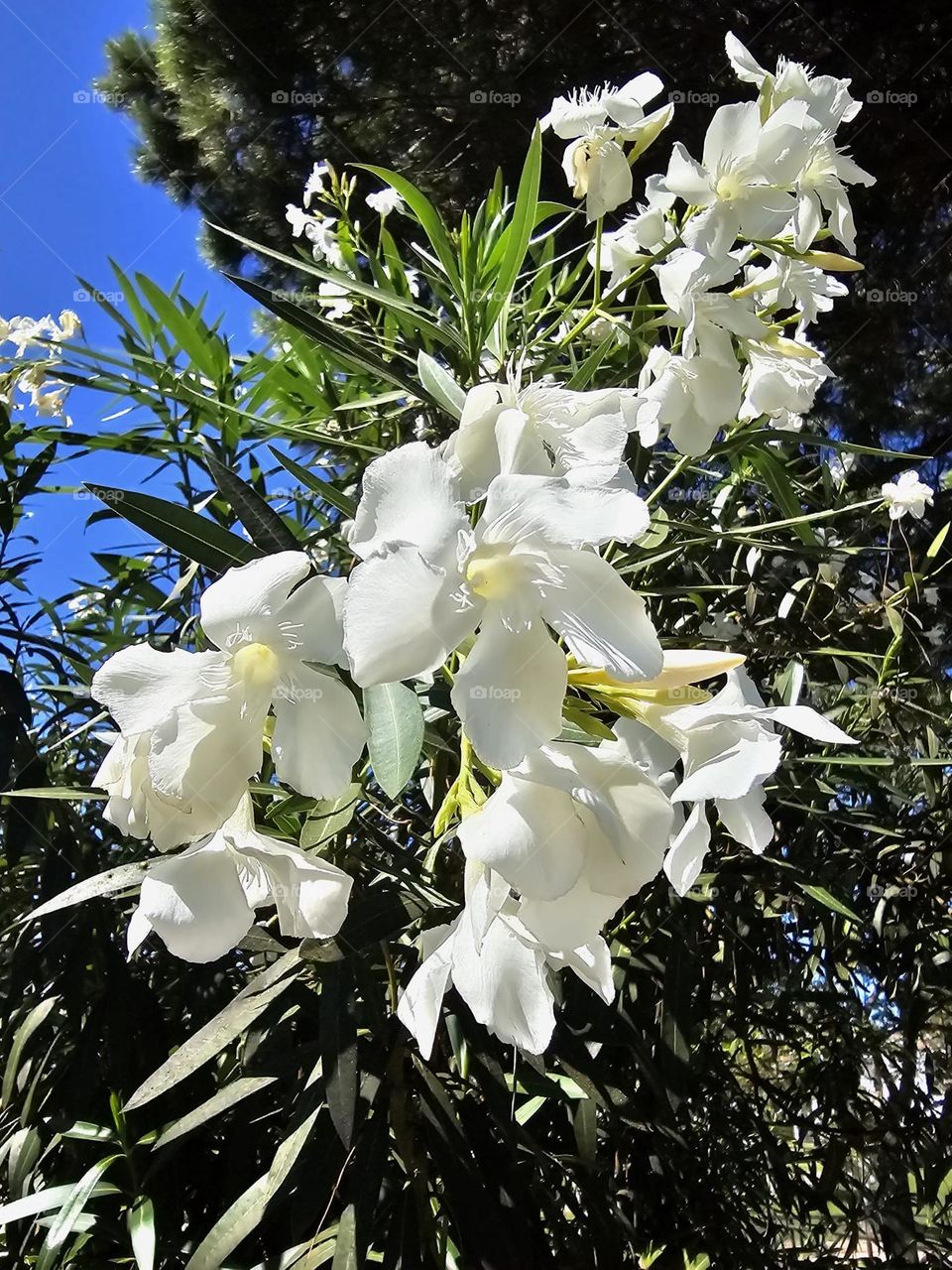 Flores blancas