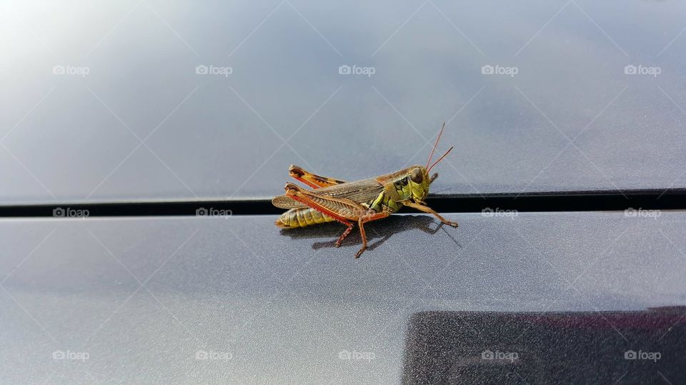 grasshopper