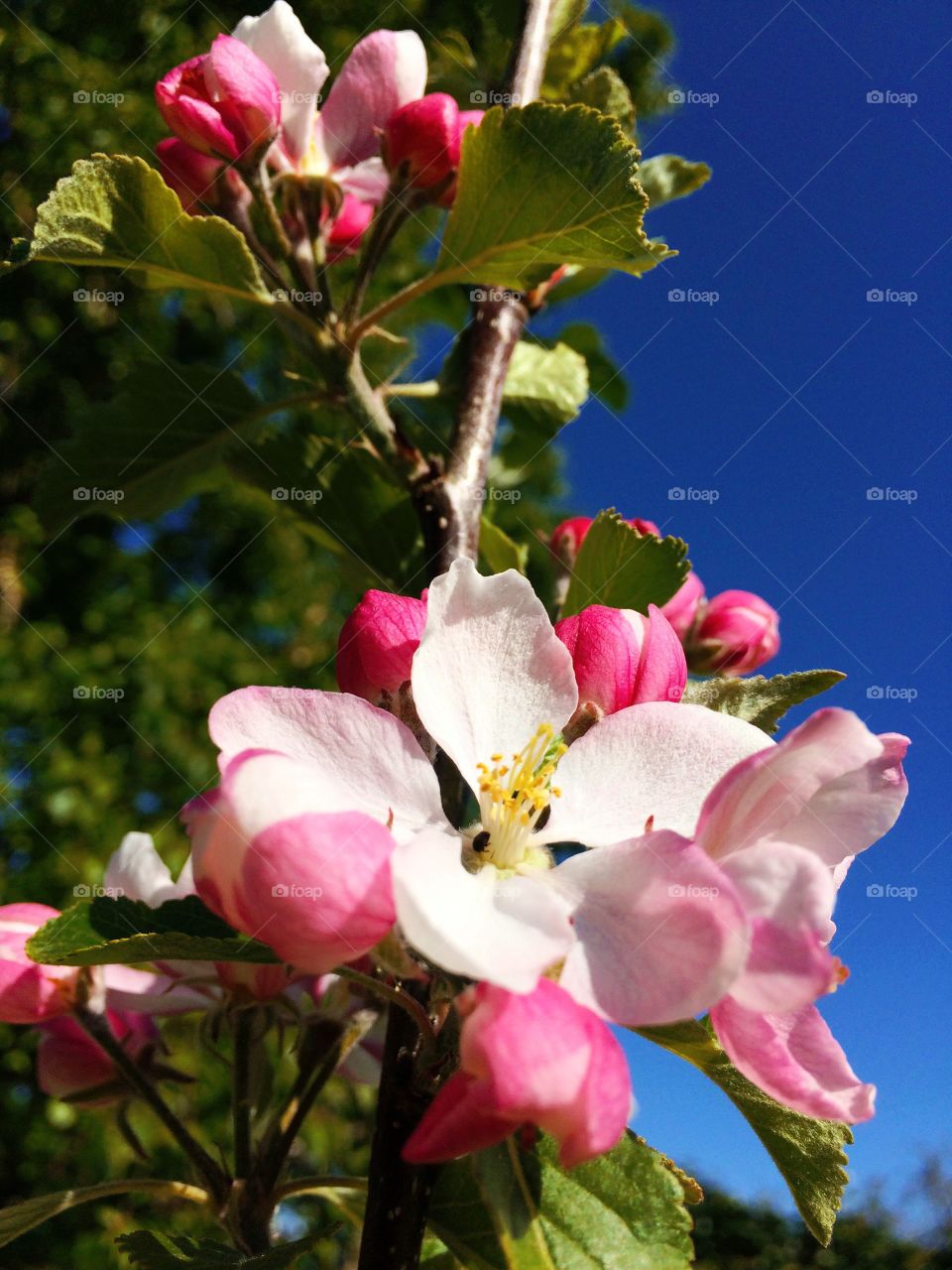 Apple Blossom and Blue Sky