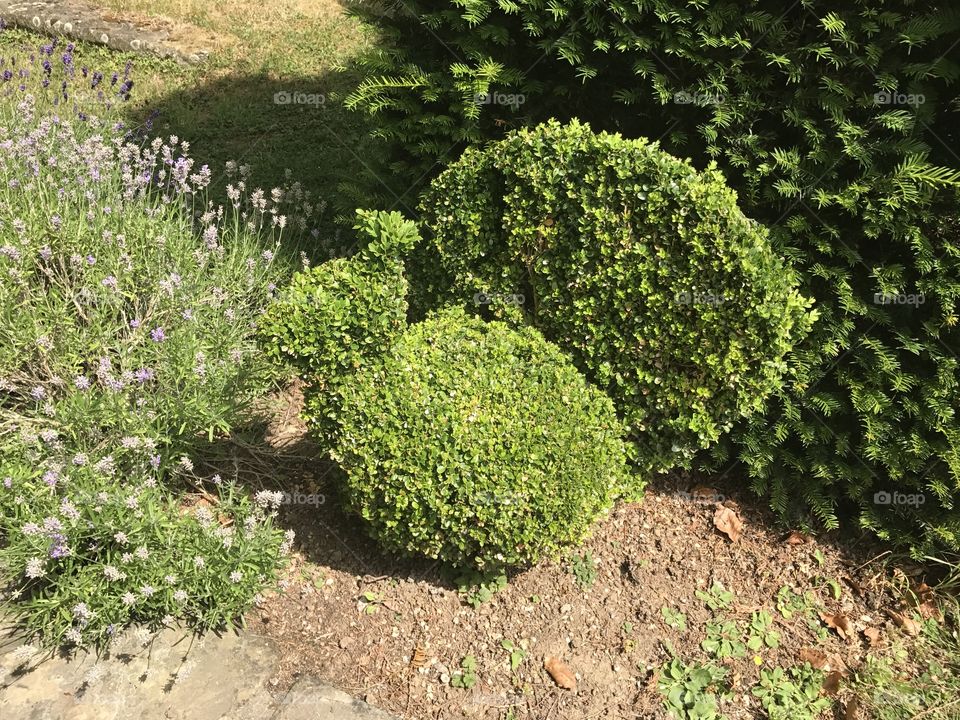 Peacock shrub