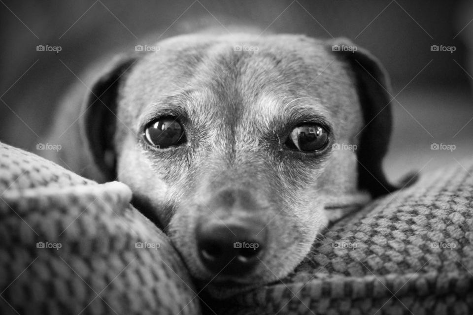 Stella is a rescued dachshund that loves relaxing on the couch.