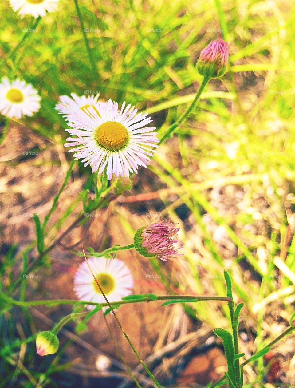 Forest Flowers