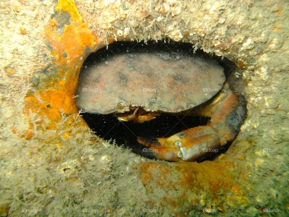 One-eyed edible crab