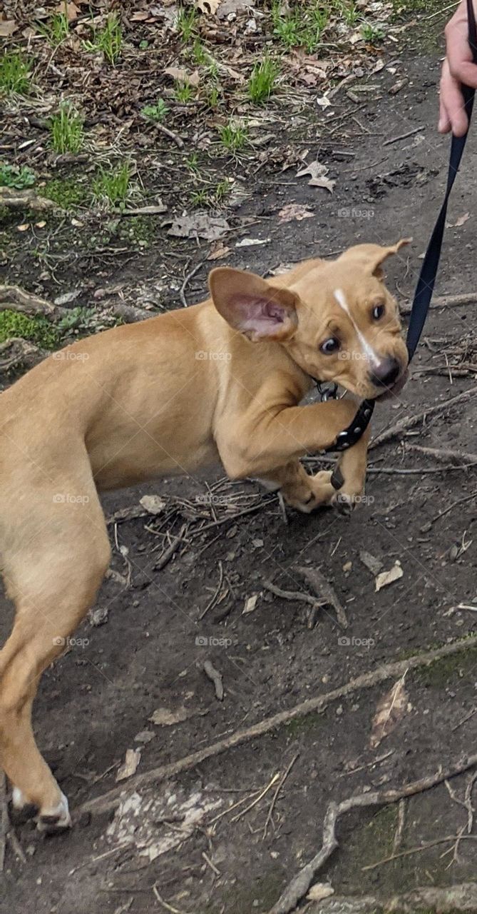 crazy eyed puppy biting leash