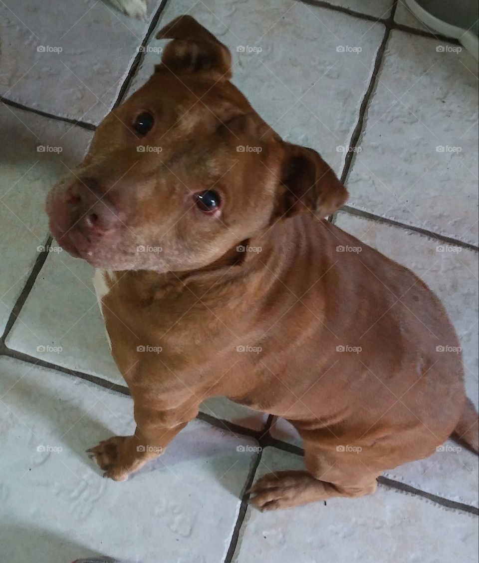 Red nose pitbull
 ( Miss Understood Breed )