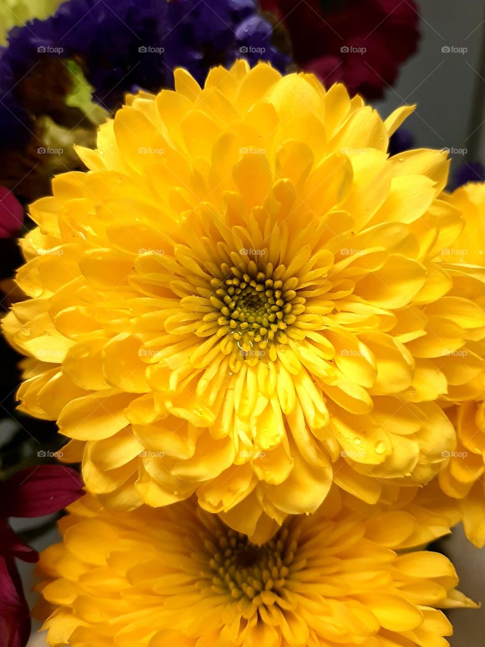 Chrysanthemum×grandiflorum