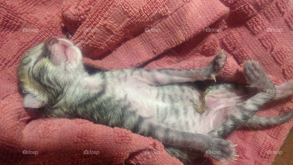3day old hybred bobcat kitten
