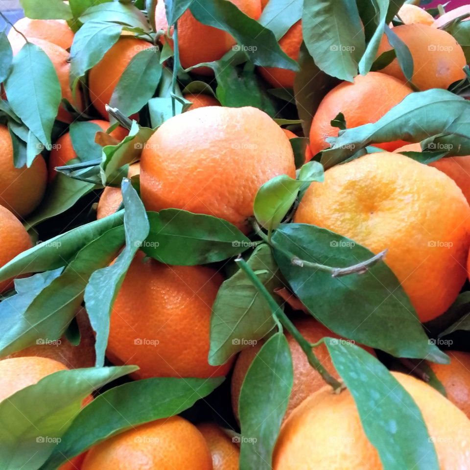 beautiful orange fruits , winter season