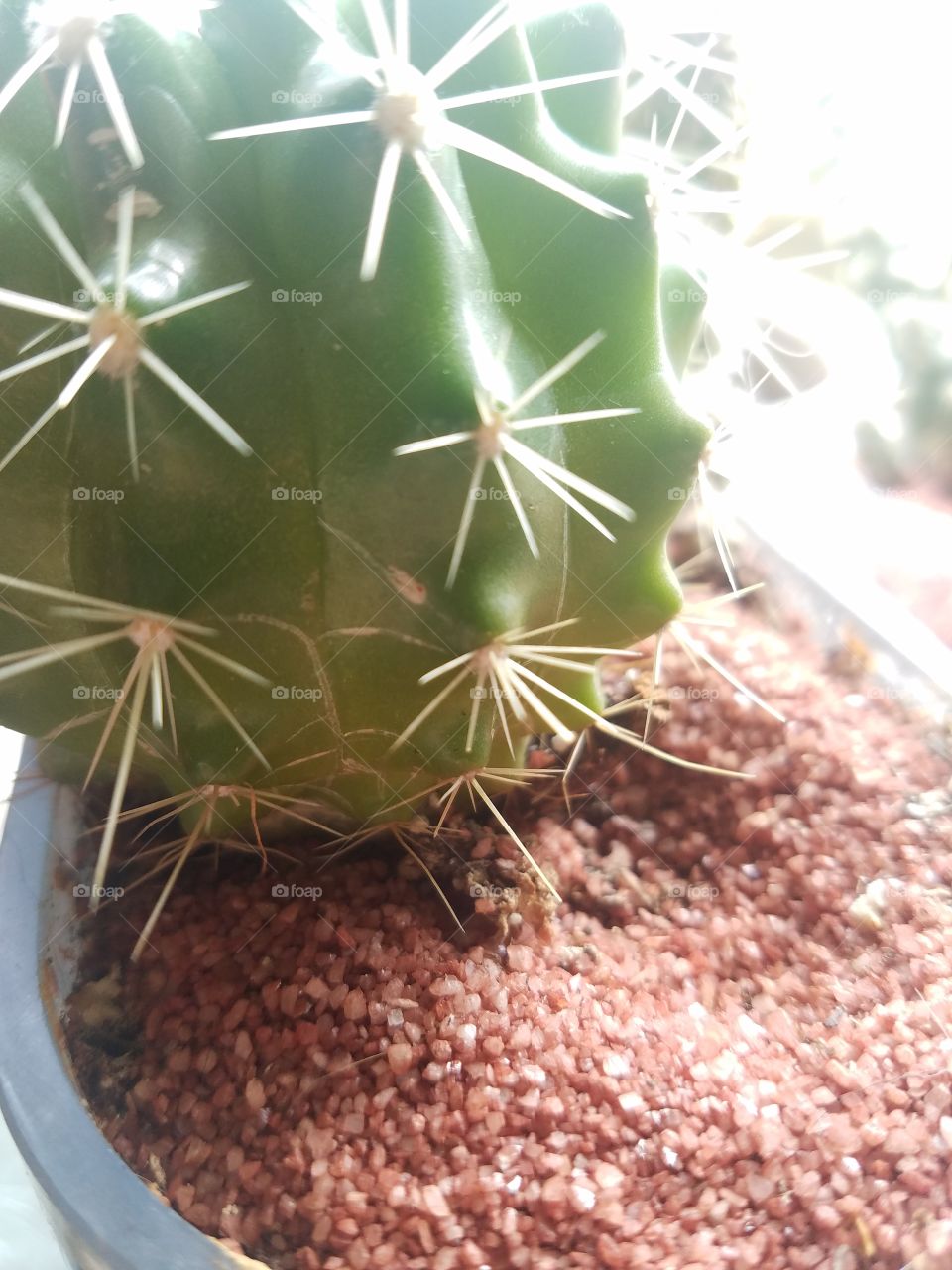 cactus up close