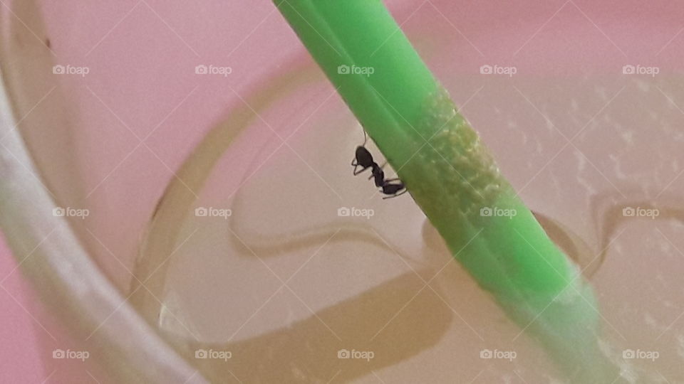 Do you think this is honey or sugar?