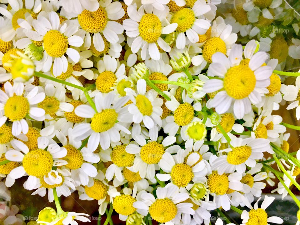 Flower, flowers, bouquet, yellow, white, green, bloom, blooming, blooms, daisy, daisies, nature, gift, surprise, cheerful, happy, beautiful, natural, real life, garden, no person, petal