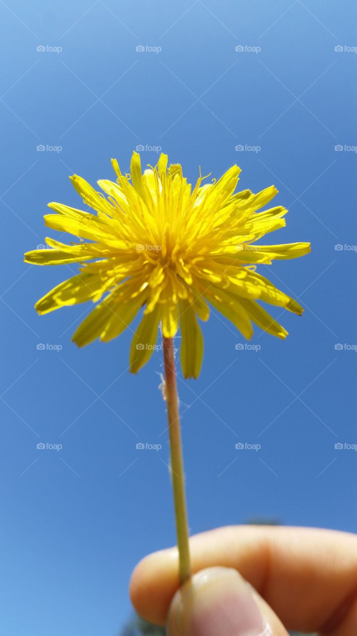 close up flower