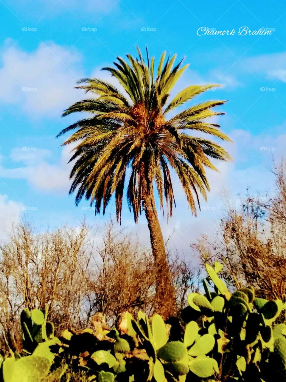 A palm tree near plants of prickly pears in the desert