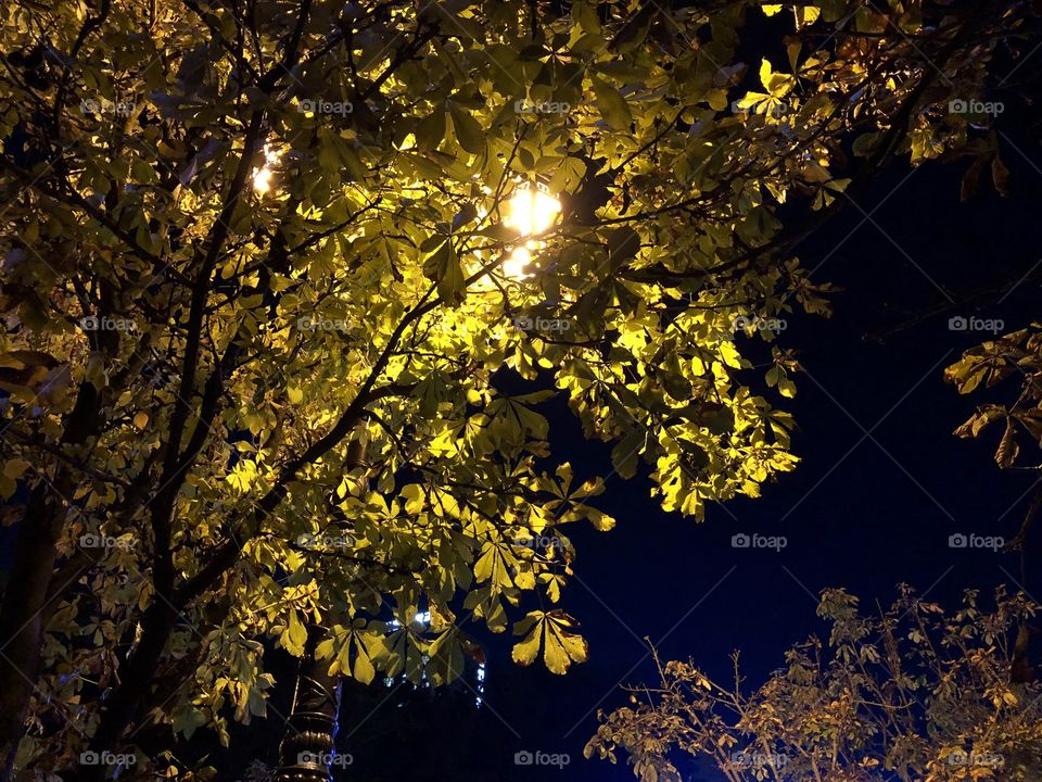 Autumn night view 