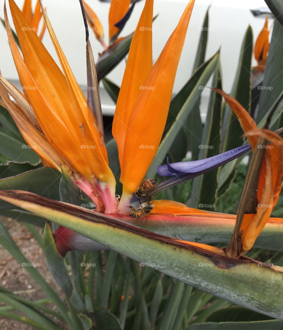 Bees on a bird of paradise