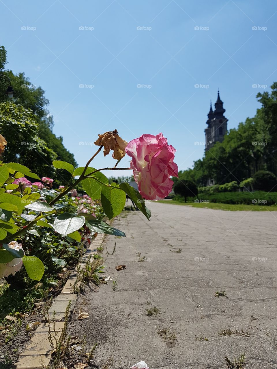 rose rose in the garden