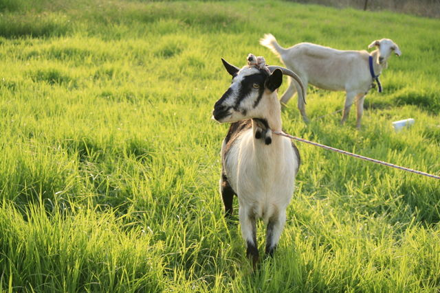 Life on a farm