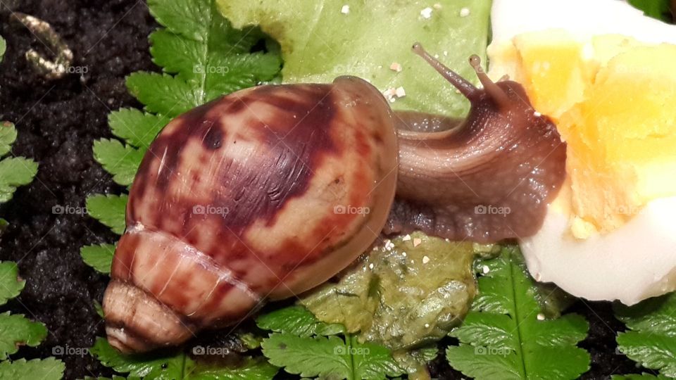 snail
