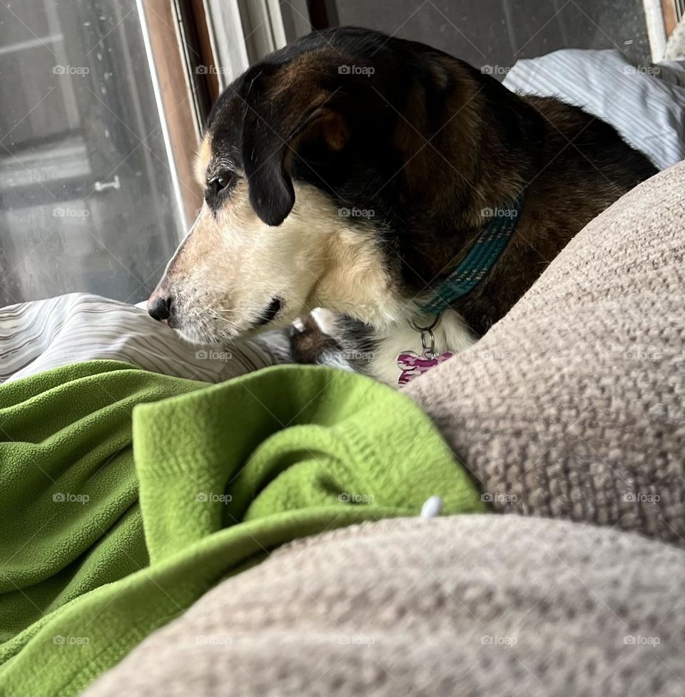 Just a pup looking outside