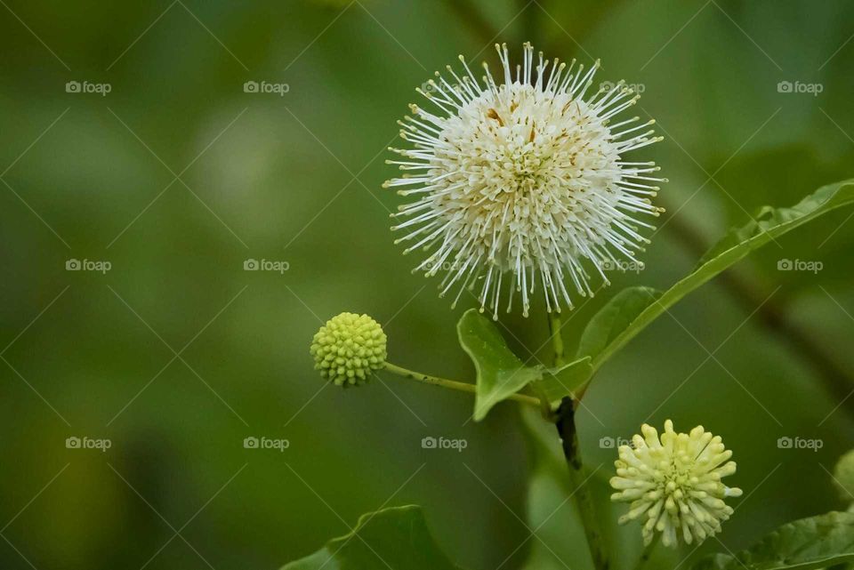 Closeup of buttonbush flower