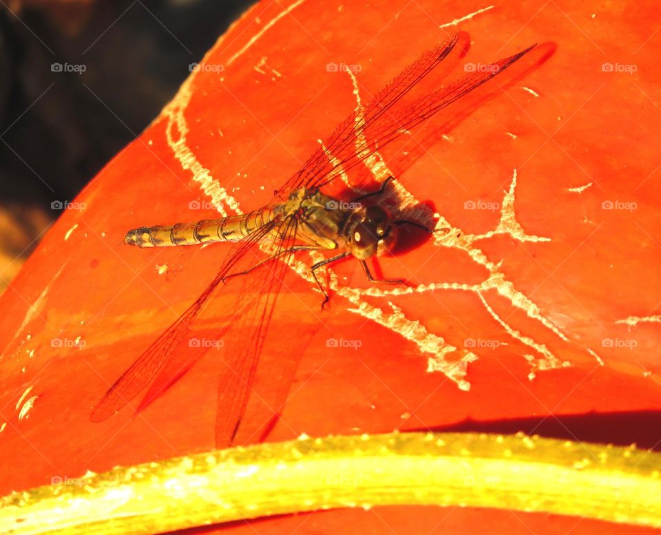 dragonfly on pumpkin