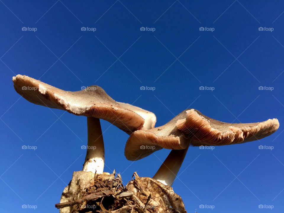 Two edible mushrooms with blue sky background 