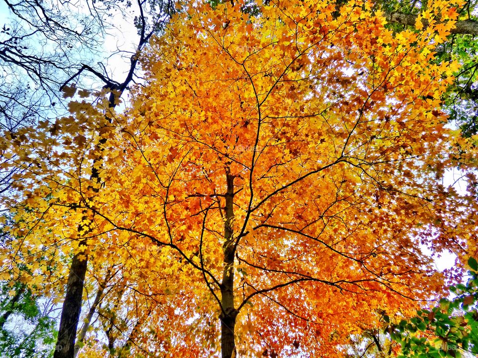 Fall colors in Indiana 