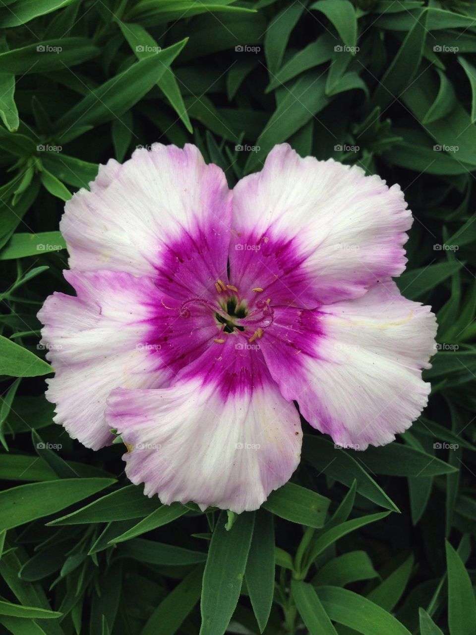 Purple Dianthus