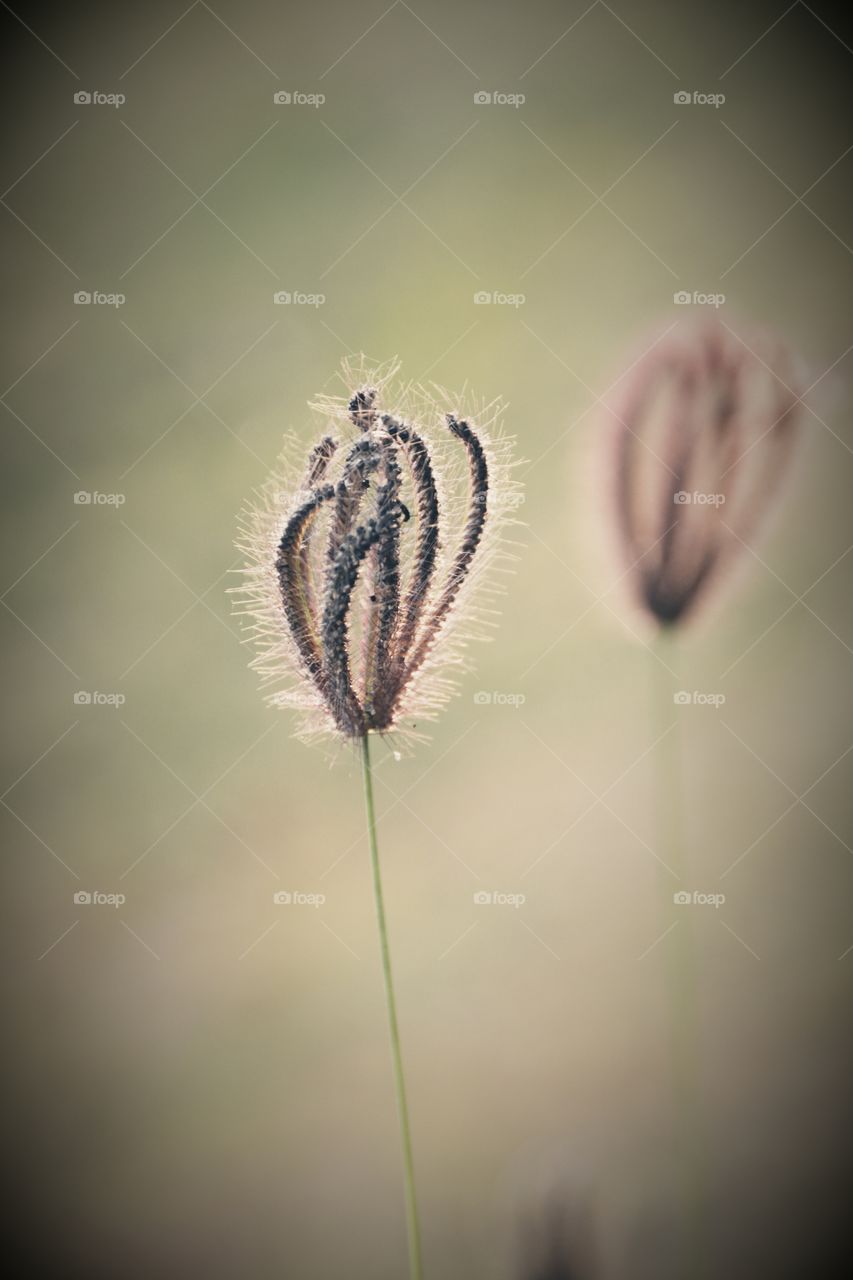 Close up of grass flower