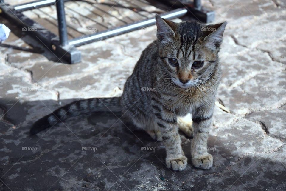 Beautiful baby cat spotted in Marrakech streets 