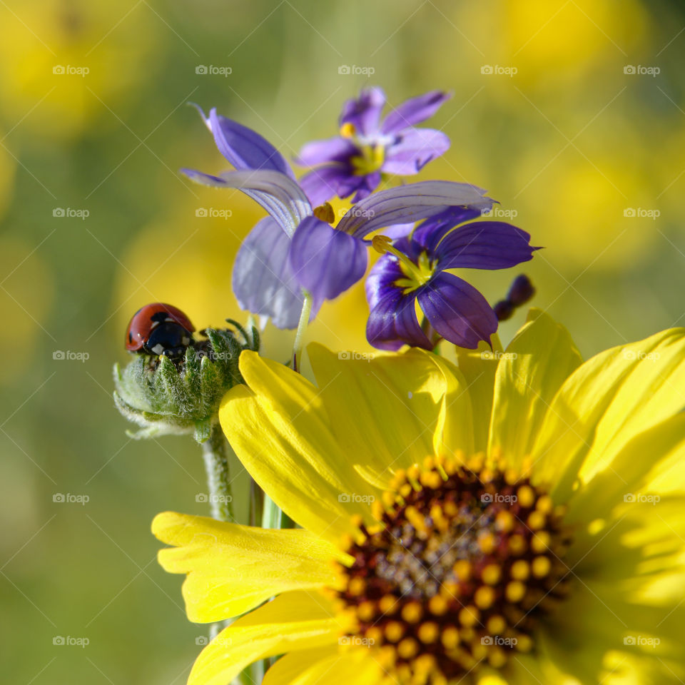 Cute ladybird. 