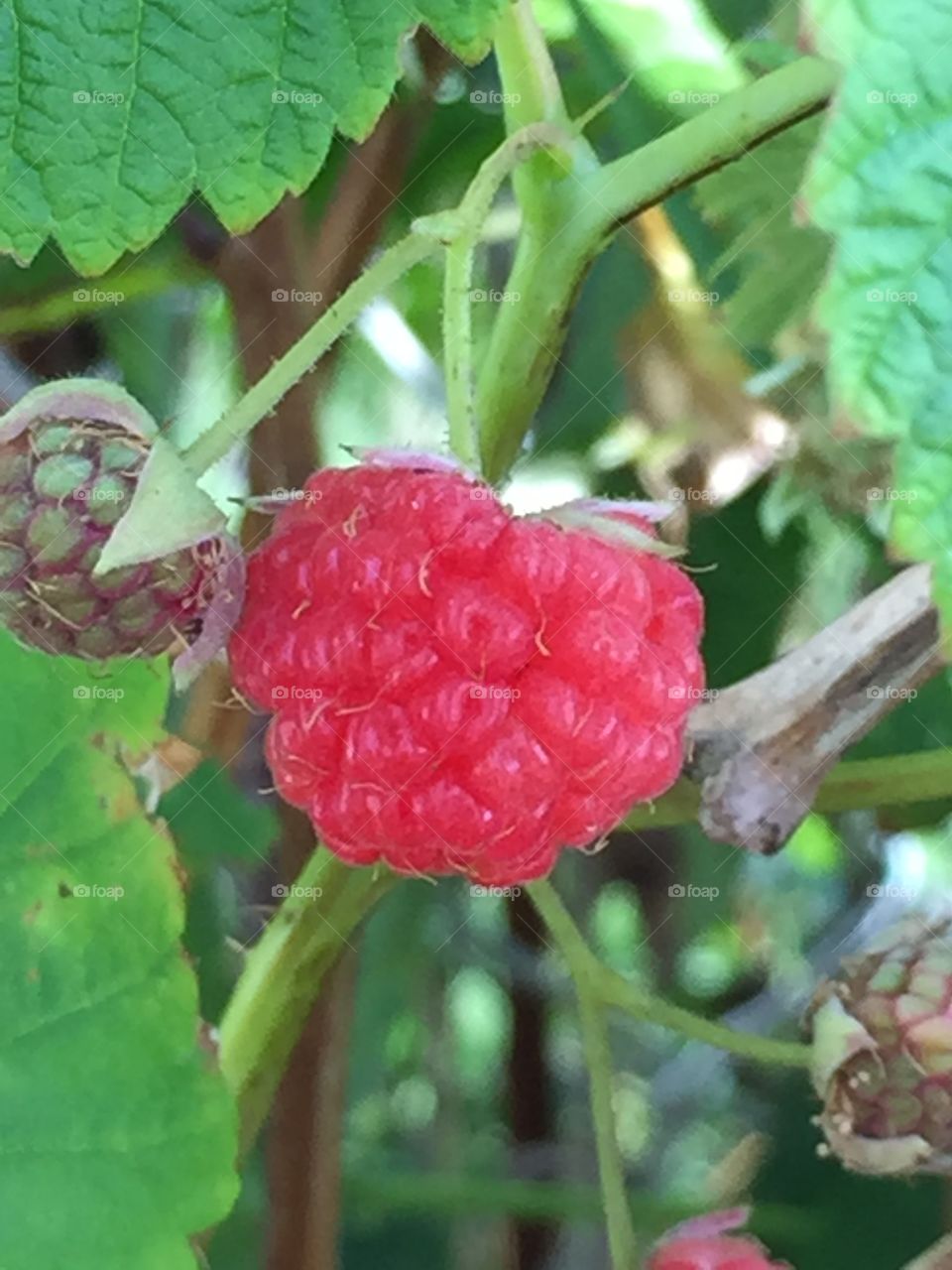 Raspberry close up 
