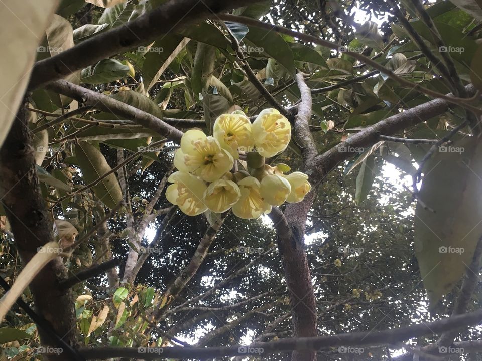 Bunga Durian