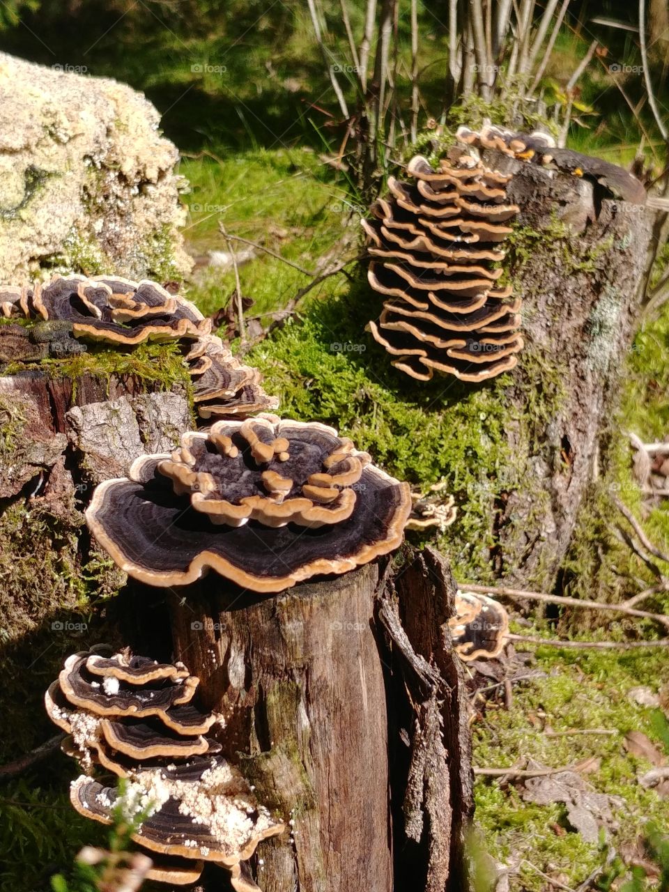 Baumpilz Mushroom tree wald Forest autumn Herbst