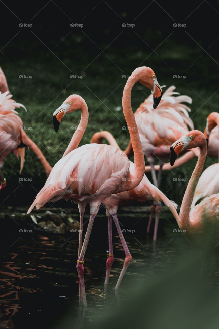 Flamingo in ponf